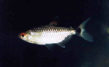 fish-redeyedtetra1.jpg