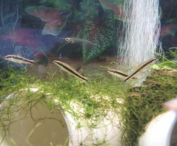4SFFandGlassCat.jpg