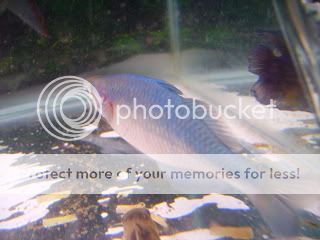 mixedfish022.jpg