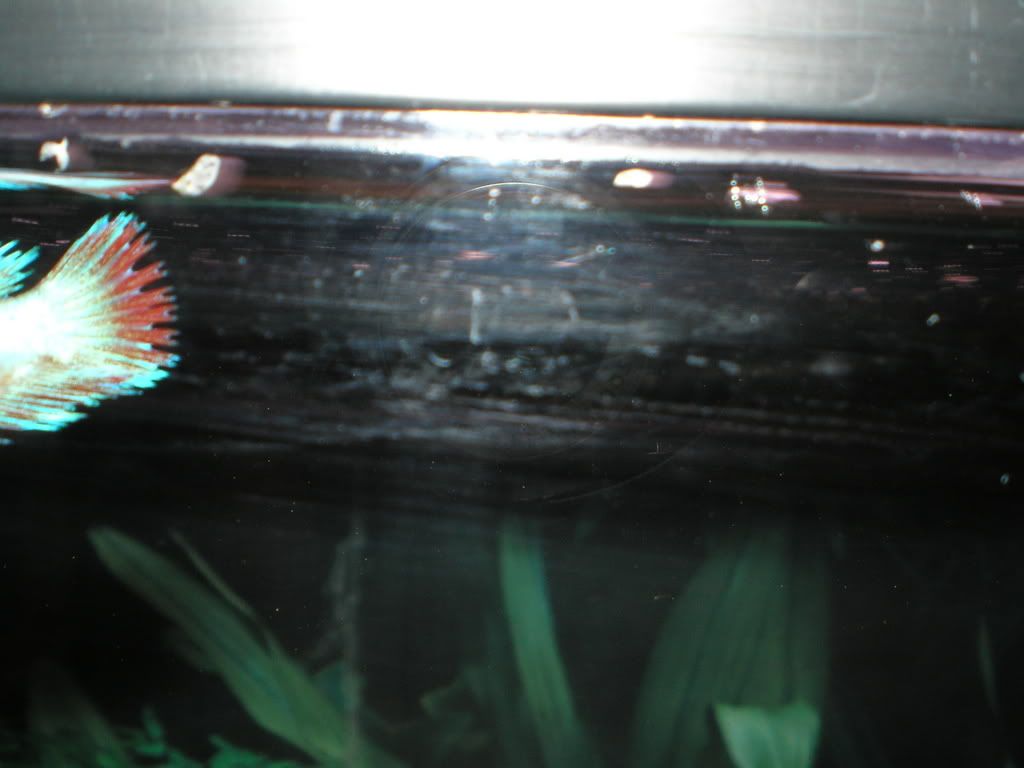 cupidtail.jpg