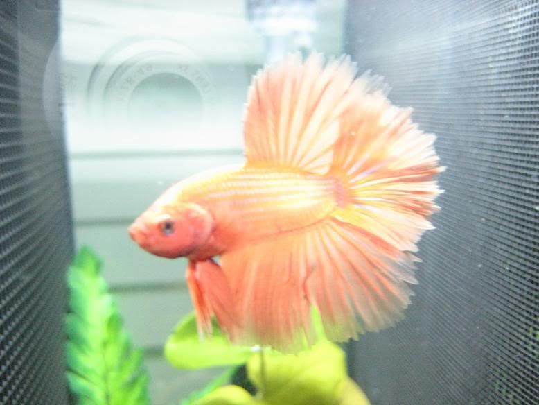 fish976.jpg