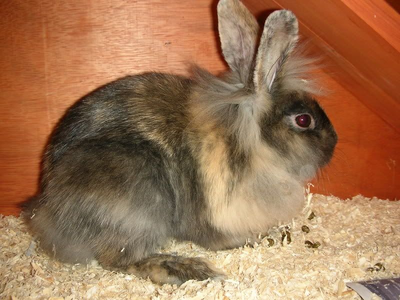 rabbits001.jpg