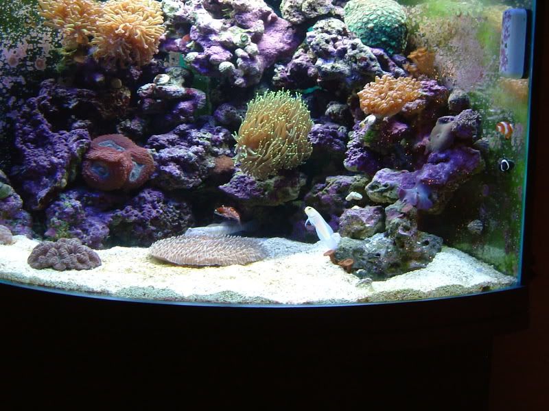 jawfish1035.jpg