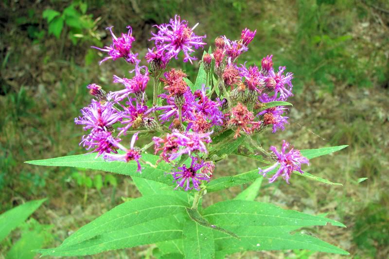flower4.jpg