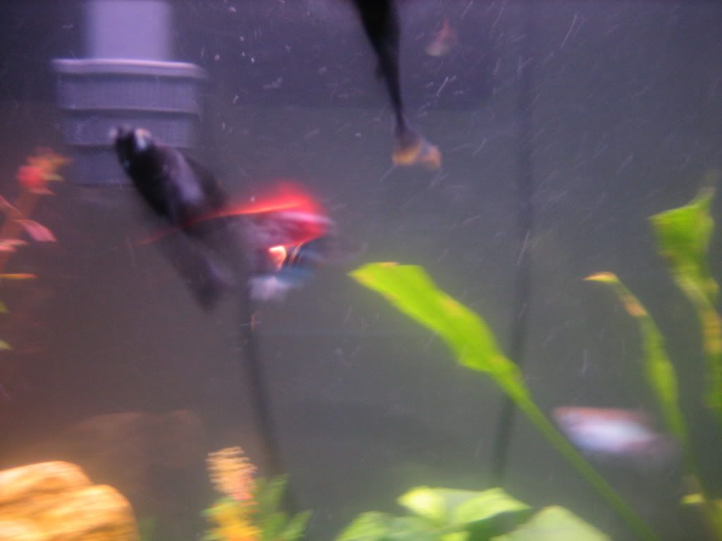 fish022.jpg