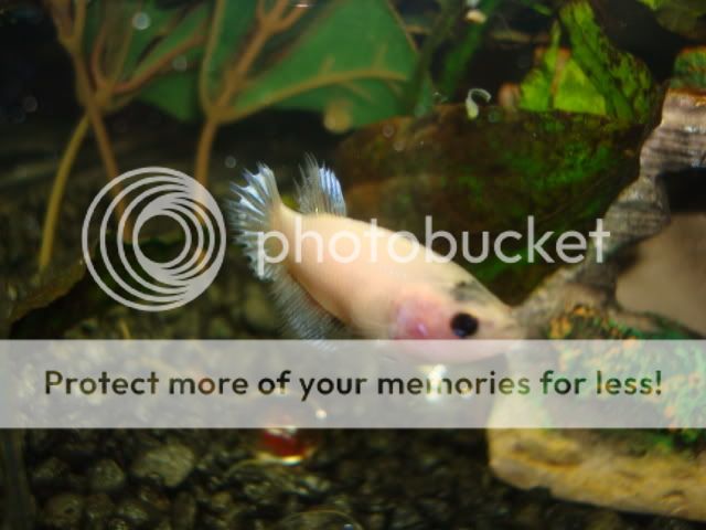 femalebettas023.jpg