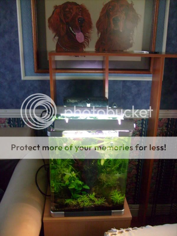 Picsofpetsoctober08156.jpg