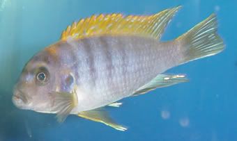 cichlid1.jpg