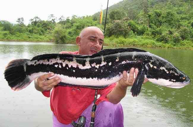 snakehead1.jpg