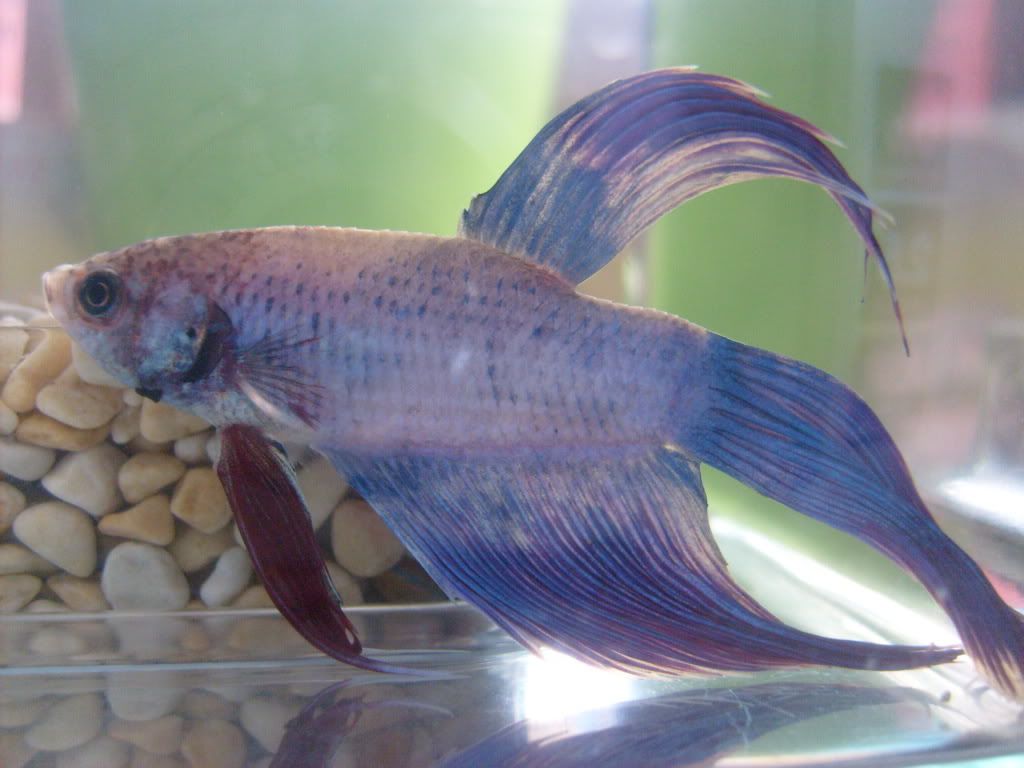 S6300091.jpg
