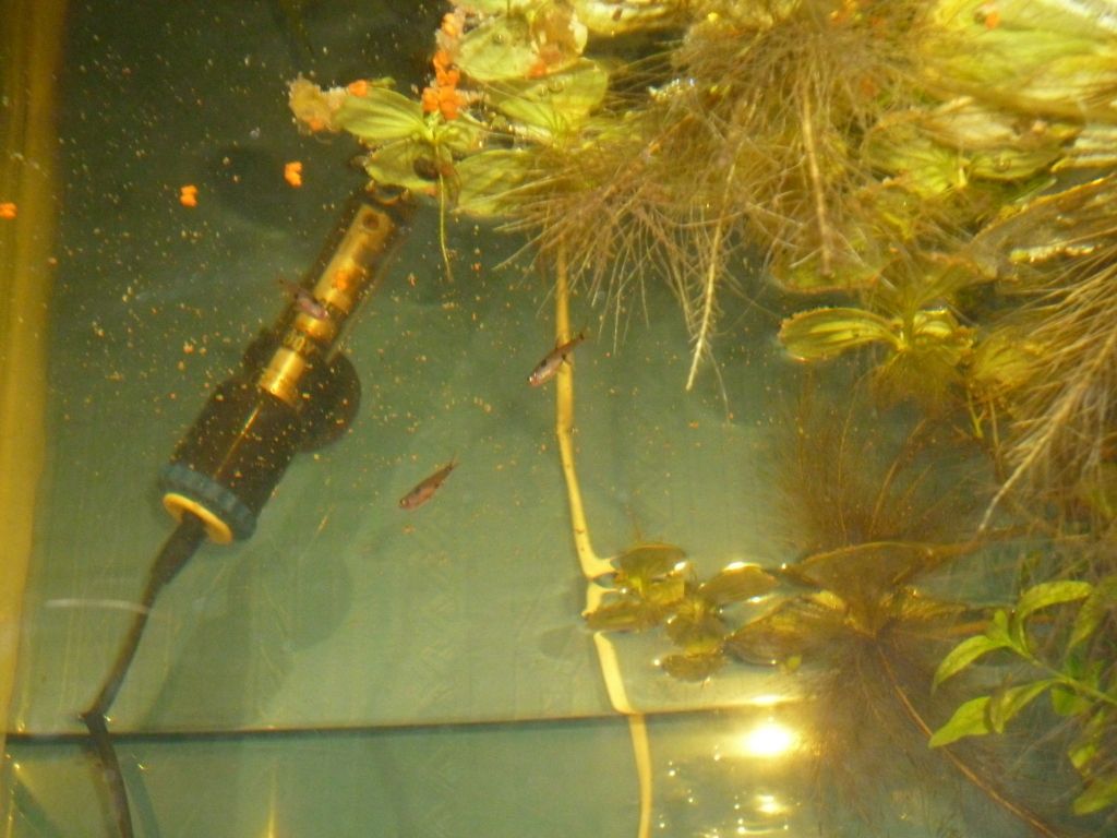 P1000484_zps82258f96.jpg