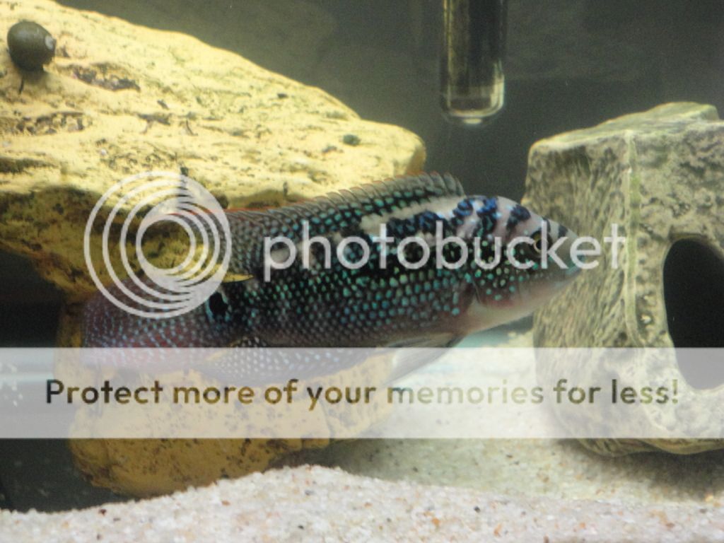 DSC00471_zpsfk2ikwcd.jpg