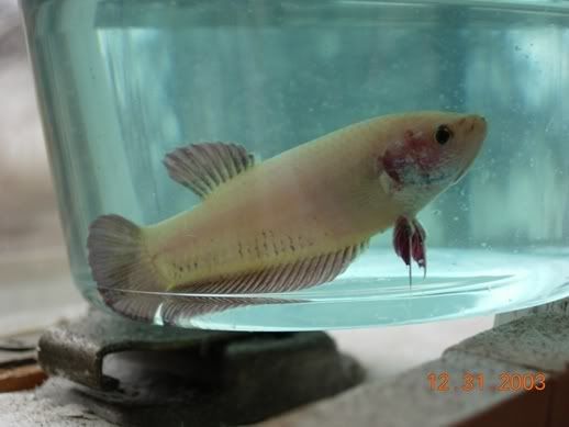 Fish029.jpg