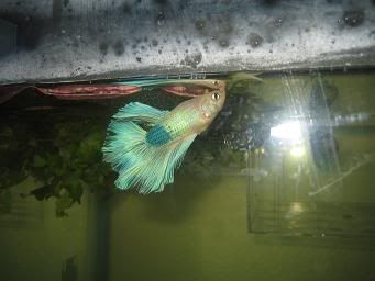 bettas009.jpg