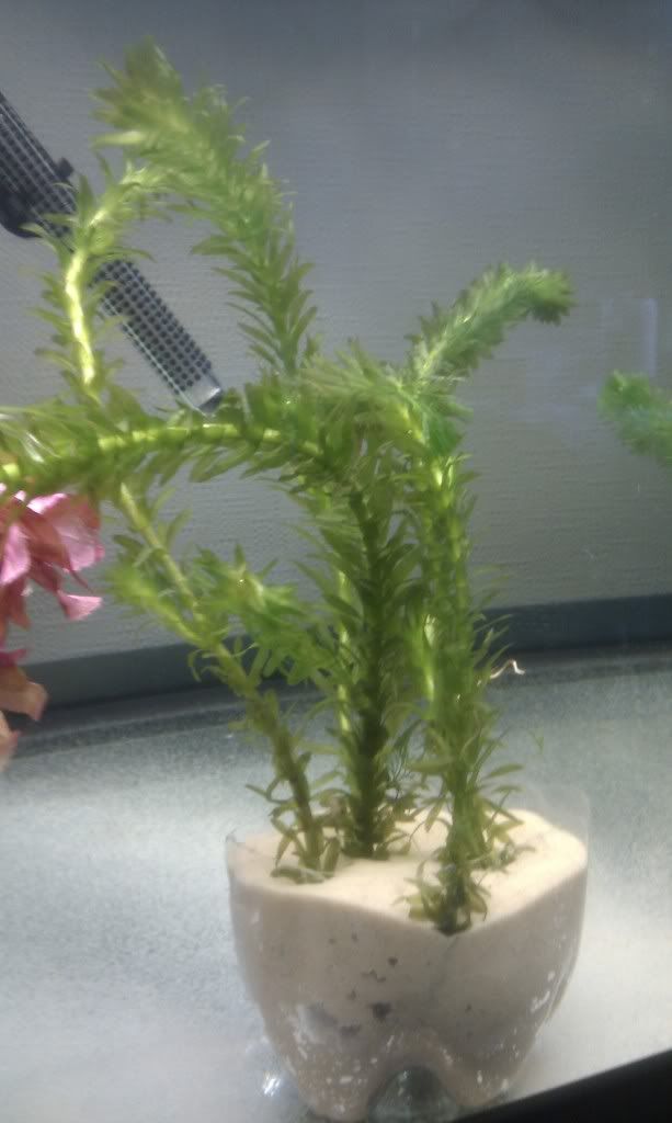 IMAG0221.jpg