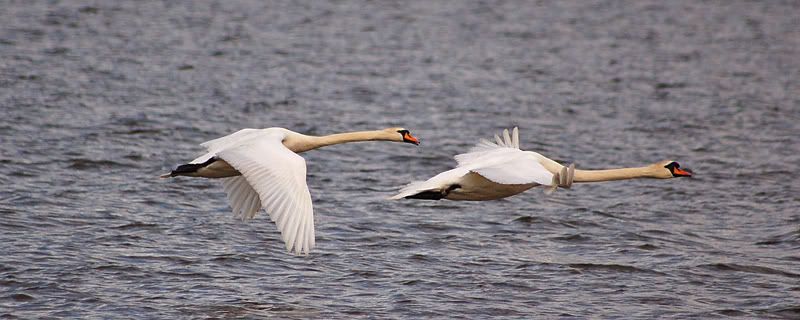 swan_07.jpg