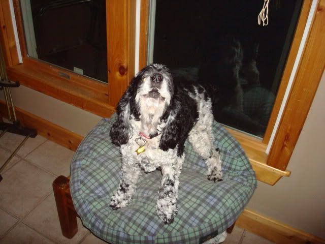 pepper001.jpg