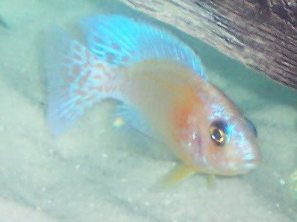 cichlids016.jpg