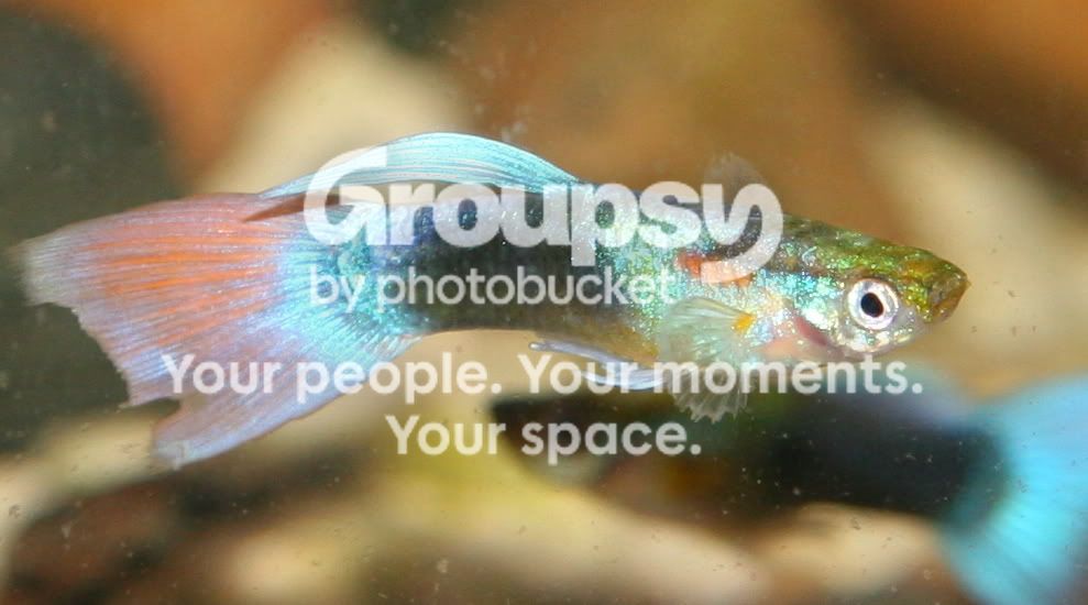 guppy4.jpg