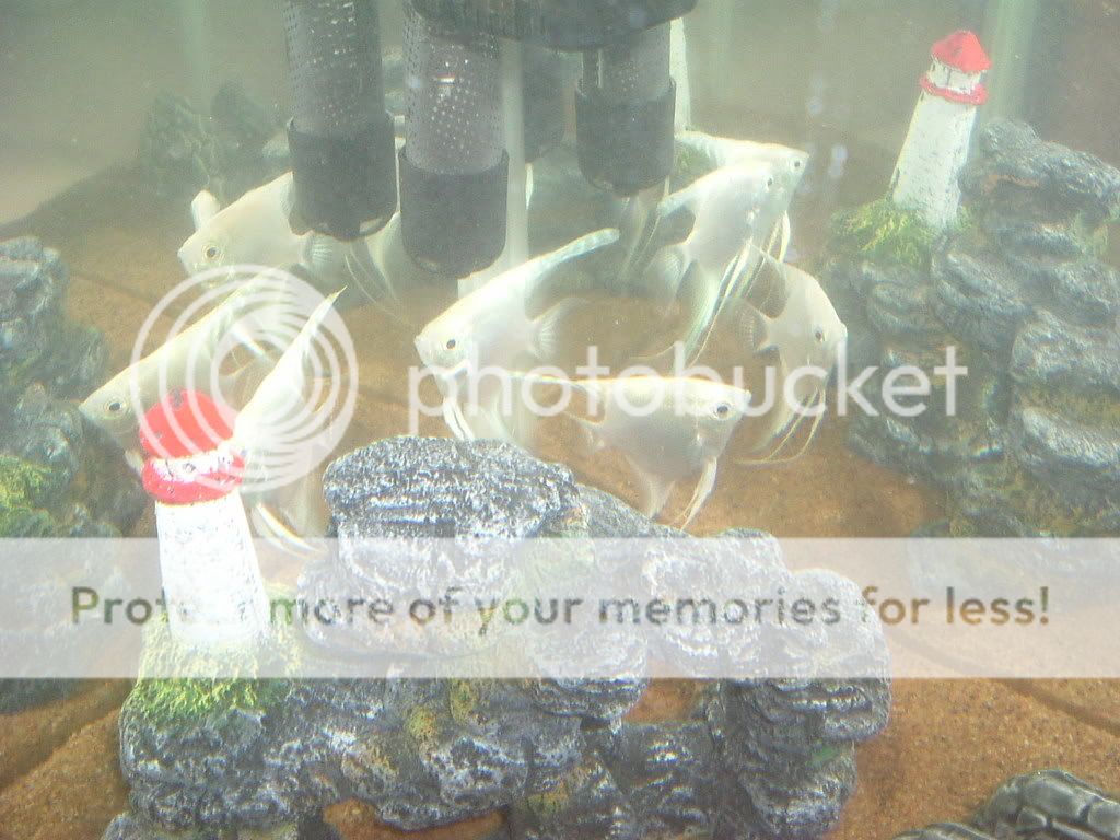 Fish004.jpg