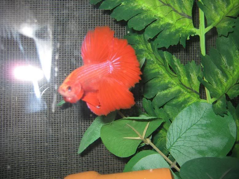 fish972.jpg