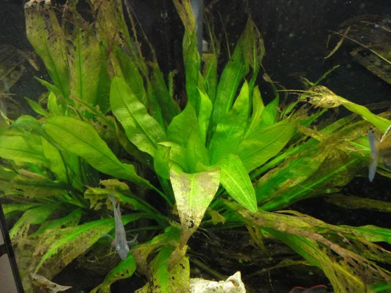 plant003-1.jpg