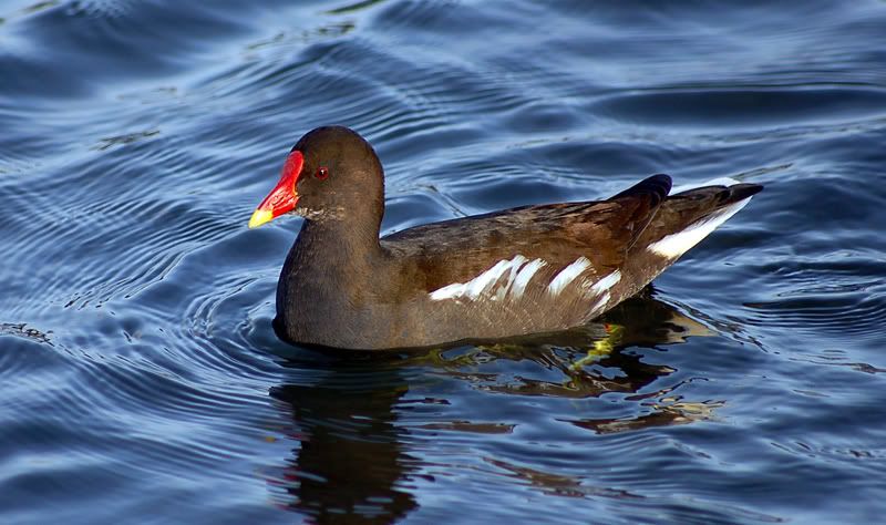 moorhen_02.jpg