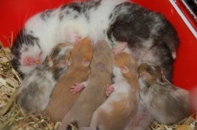 000babyhamsters104.jpg