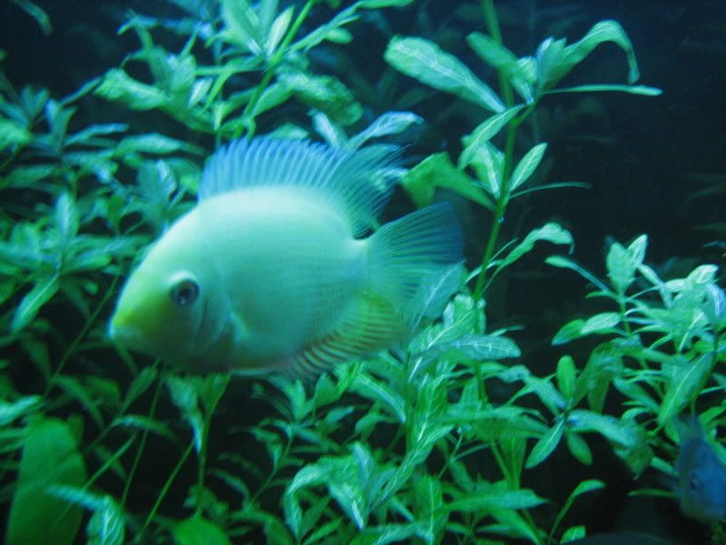 newtank082.jpg