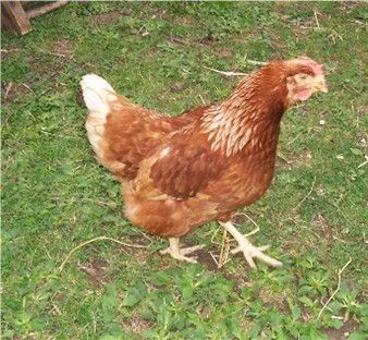 chicken2290705.jpg