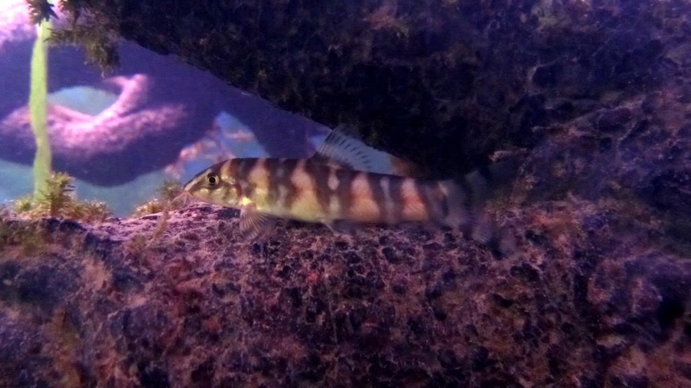 BurmeseBorderLoach.jpg