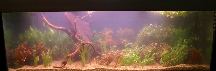 PlantedTank.jpg
