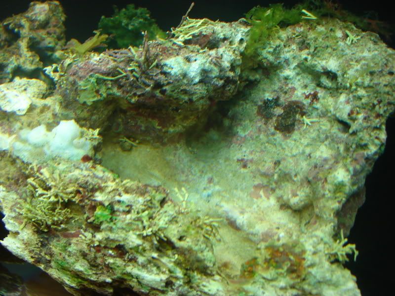 DSC00085.jpg