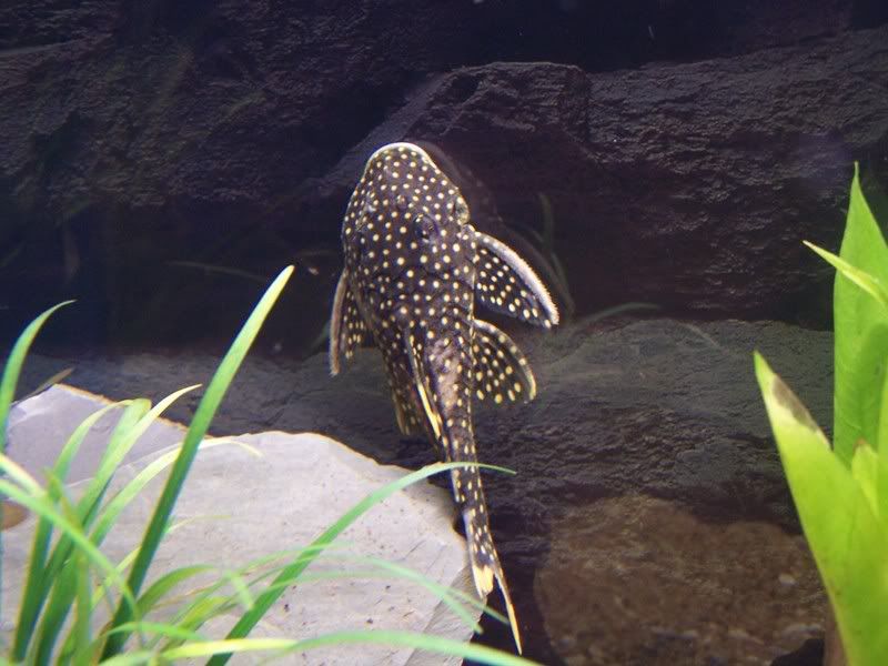 100_1133.jpg