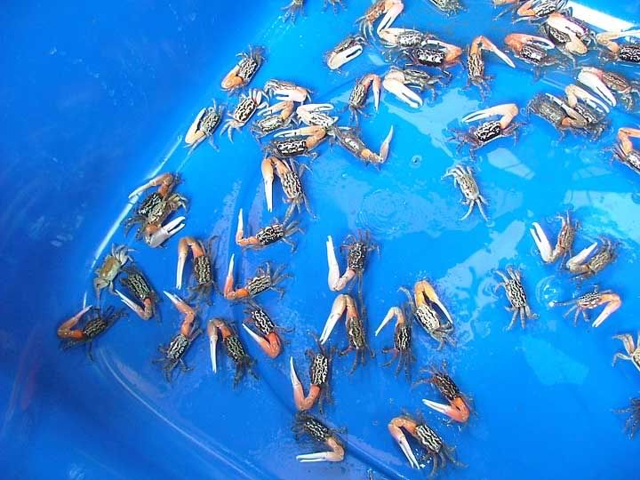 jatujak-crabs.jpg