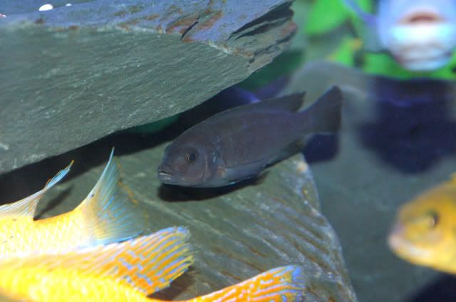reef7.jpg