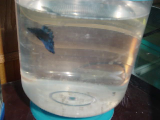 Fishyhomes015.jpg
