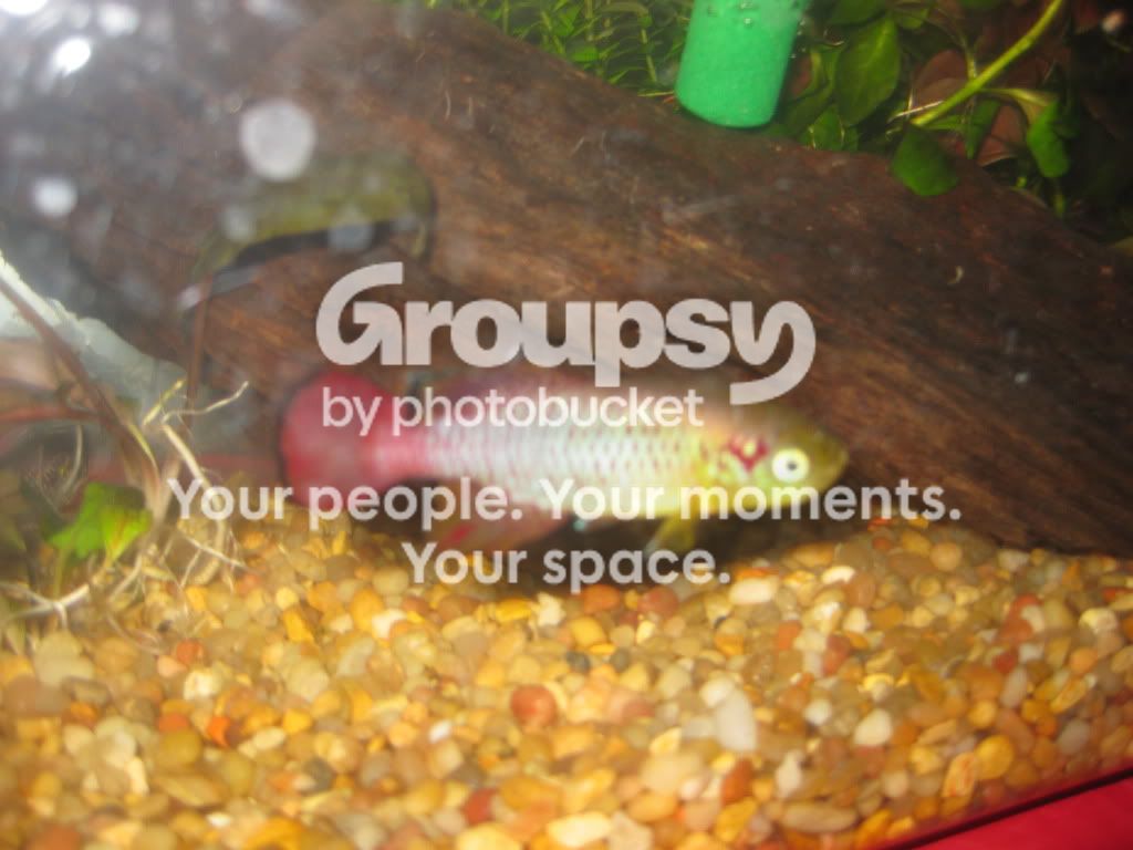 SpringFishExpo10060.jpg