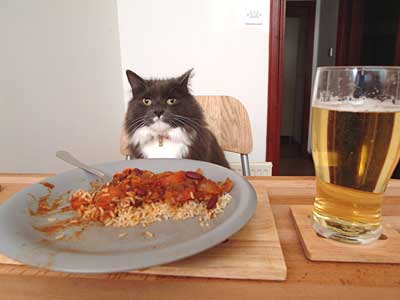 bumhug_cat%20curry.jpg