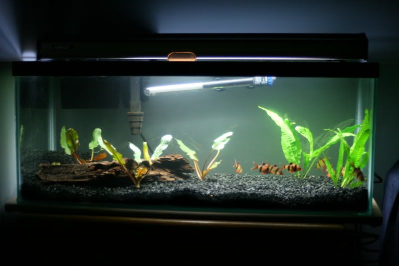 20GallonPlanted34.jpg