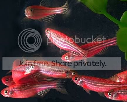 danio_red_3.jpg