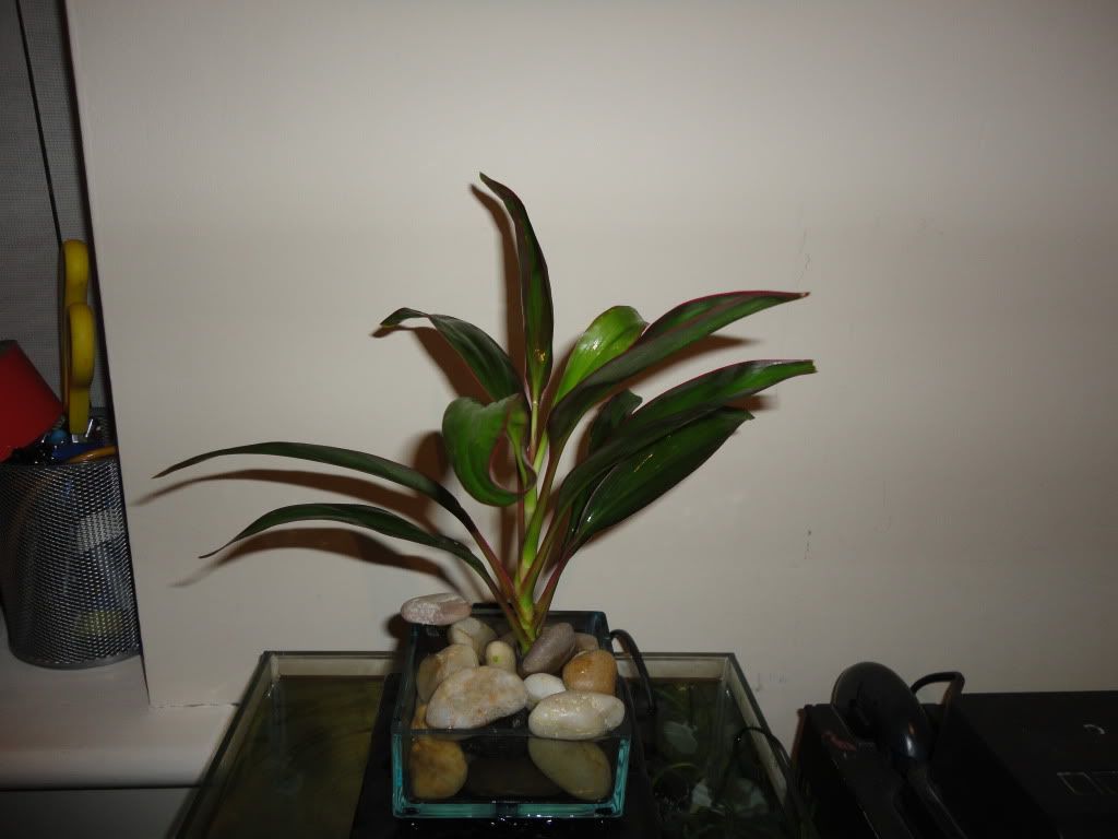 DSC00416.jpg