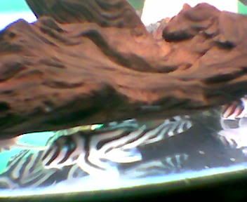 ZebraPlec.jpg