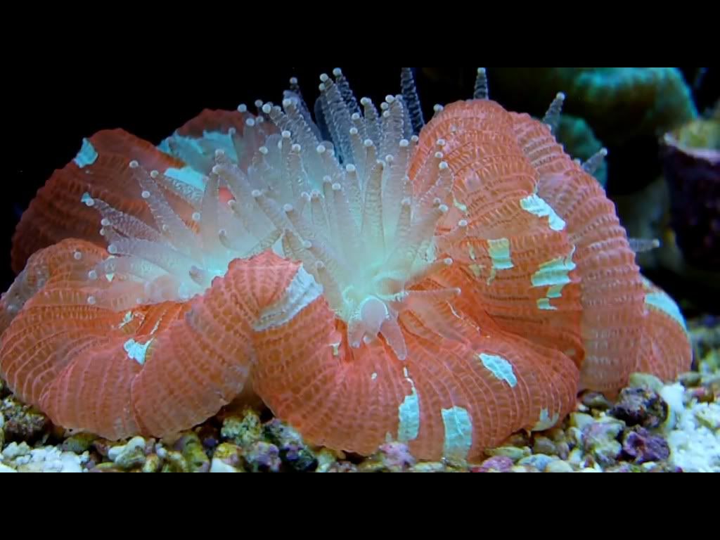 coral.jpg