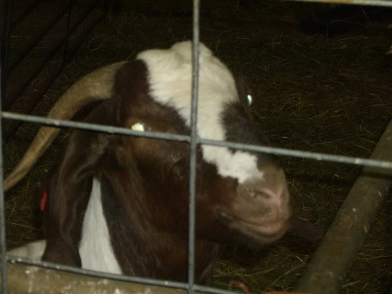 BabyGoats002.jpg
