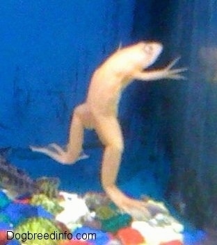 FishAquariumAlbinoFrog2.jpg