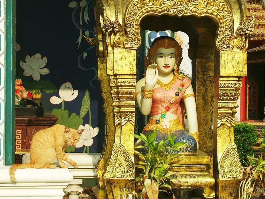 temple-cat.jpg