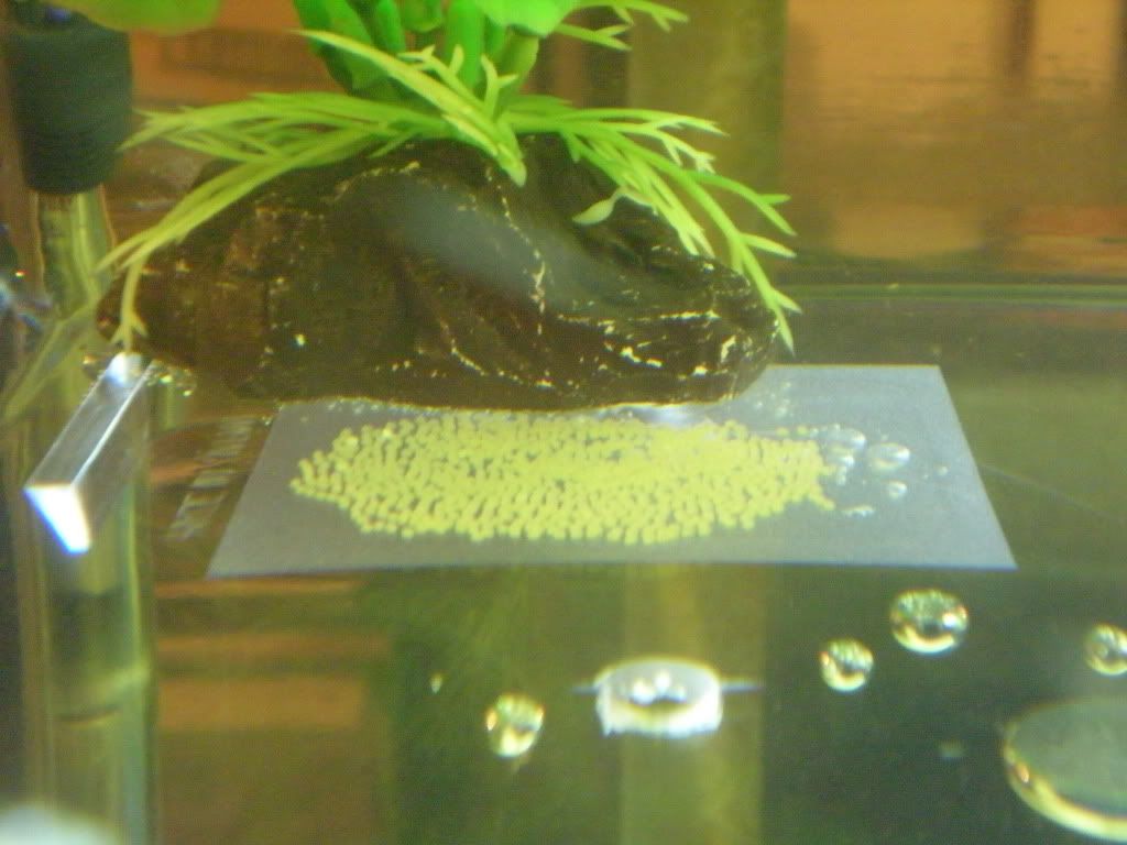 DSCN2243.jpg