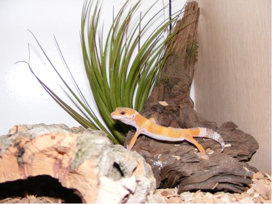 eddielizard.png