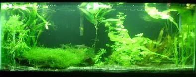 Nevertoomuchgreen-1.jpg